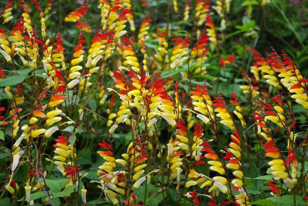It s not work it s gardening spanish flag vine